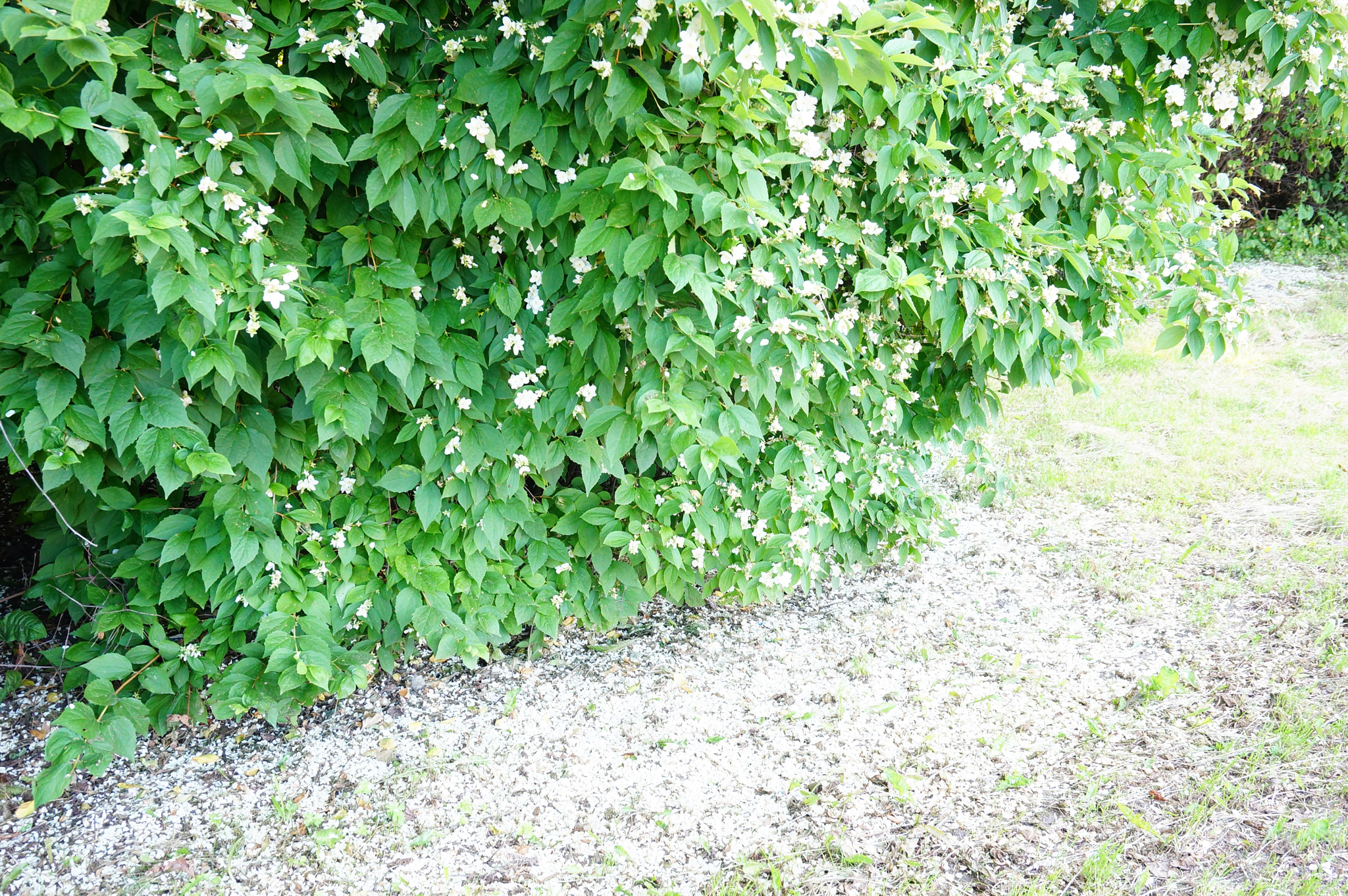 Sony E 16-50mm F3.5-5.6 PZ OSS sample photo. Green shrub photography