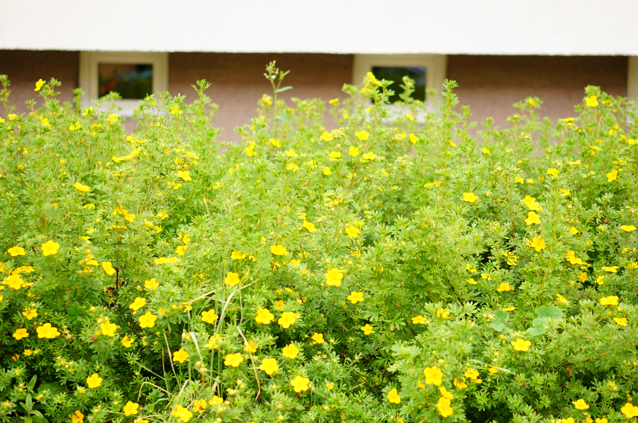 Sony Alpha NEX-5N + Sony E 50mm F1.8 OSS sample photo. Green shrub photography