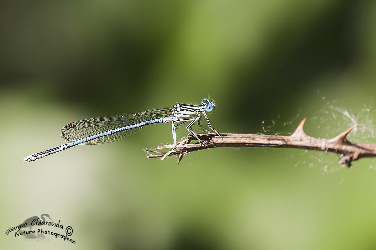 Canon EOS 40D + Sigma APO Macro 150mm f/2.8 EX DG HSM sample photo. Damigella (ischnura elegans) photography