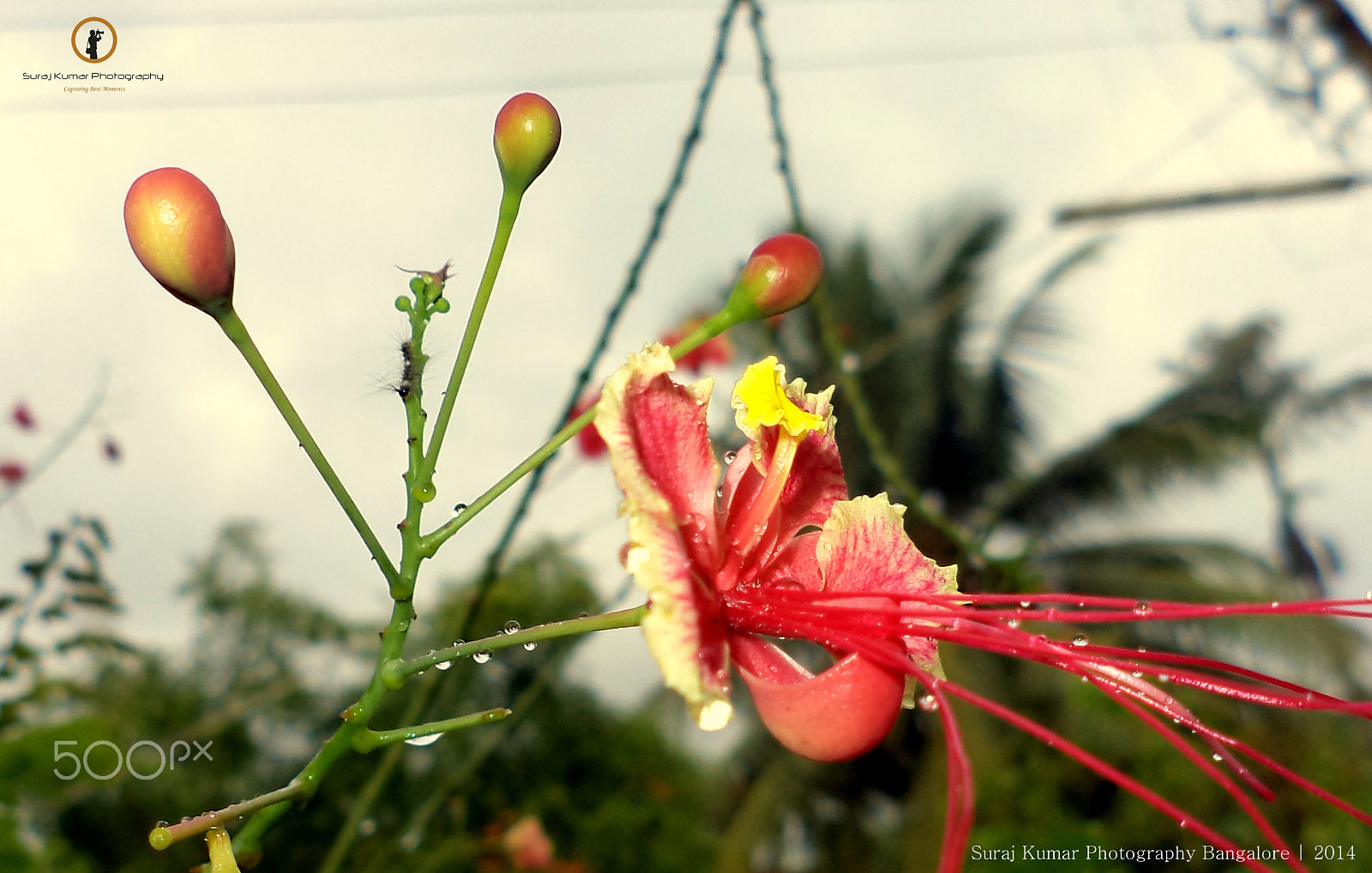 Sony DSC-W620 sample photo. Suraj kumar photography bangalore | 2014 photography