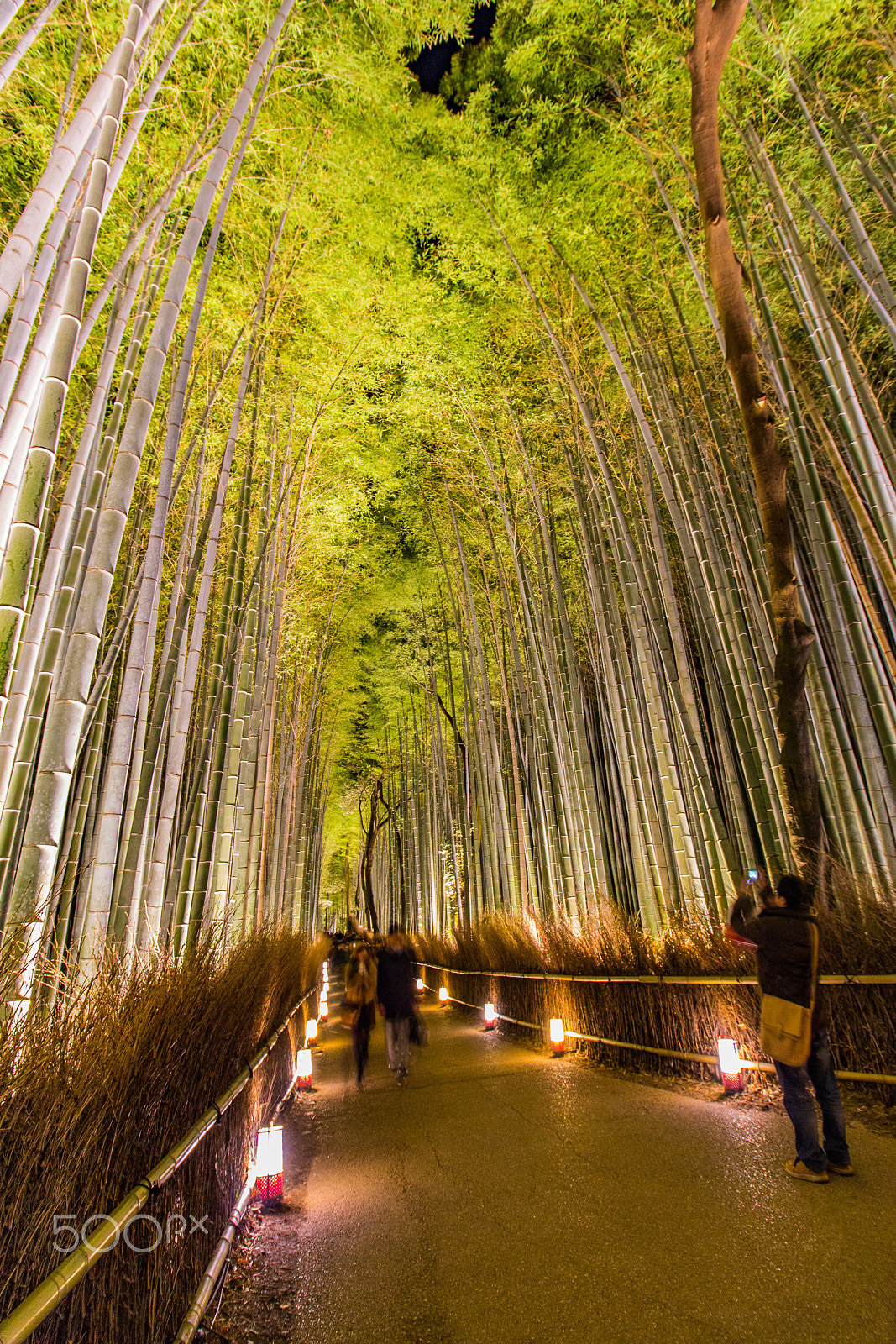 Canon EOS 600D (Rebel EOS T3i / EOS Kiss X5) sample photo. Night view of arashiyama bamboo forest photography