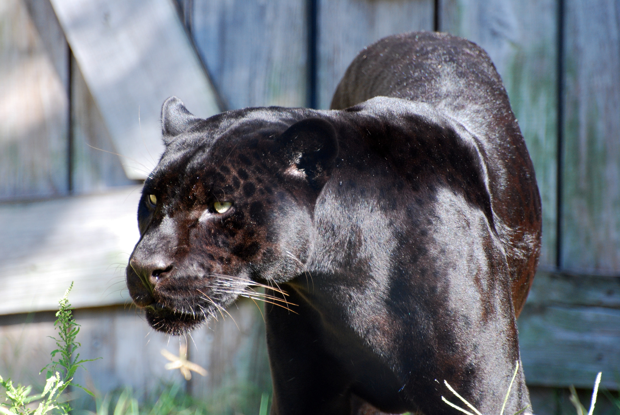 Nikon D40X sample photo. Black jaguar photography