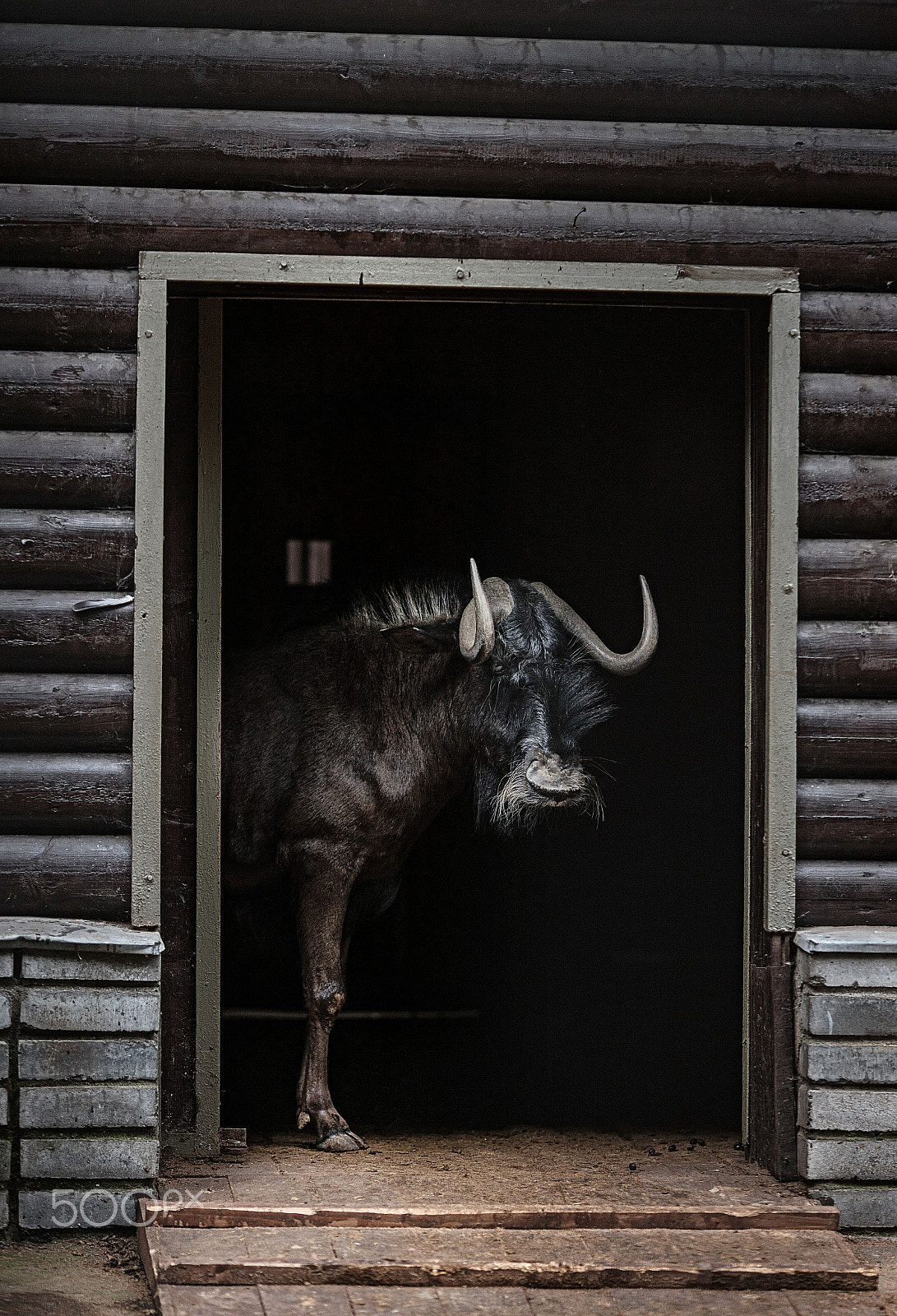 Canon EOS-1Ds Mark III + Canon EF 135mm F2L USM sample photo. Black wildebeest photography