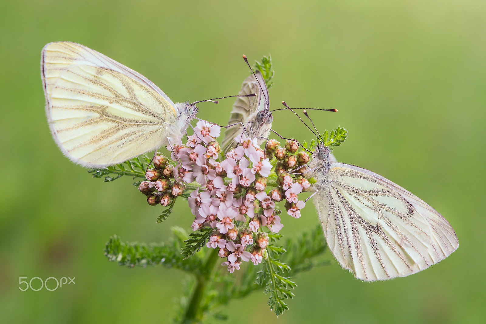 Sony Alpha DSLR-A550 + Sigma 30mm F1.4 EX DC HSM sample photo. Green-veined white (triple) photography