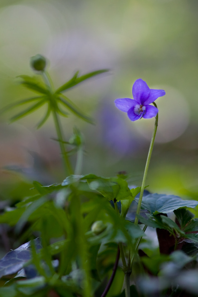 Canon EOS 50D + Canon EF 300mm F4L IS USM sample photo. Violette photography