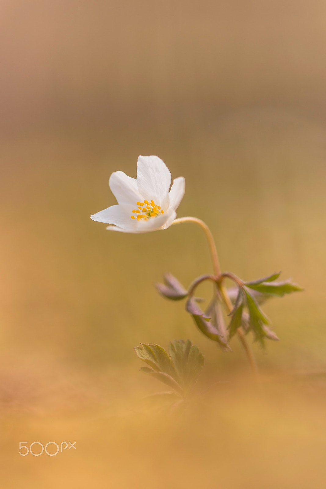 Sigma 150mm F2.8 EX DG Macro HSM sample photo. Anemone nemorosa photography
