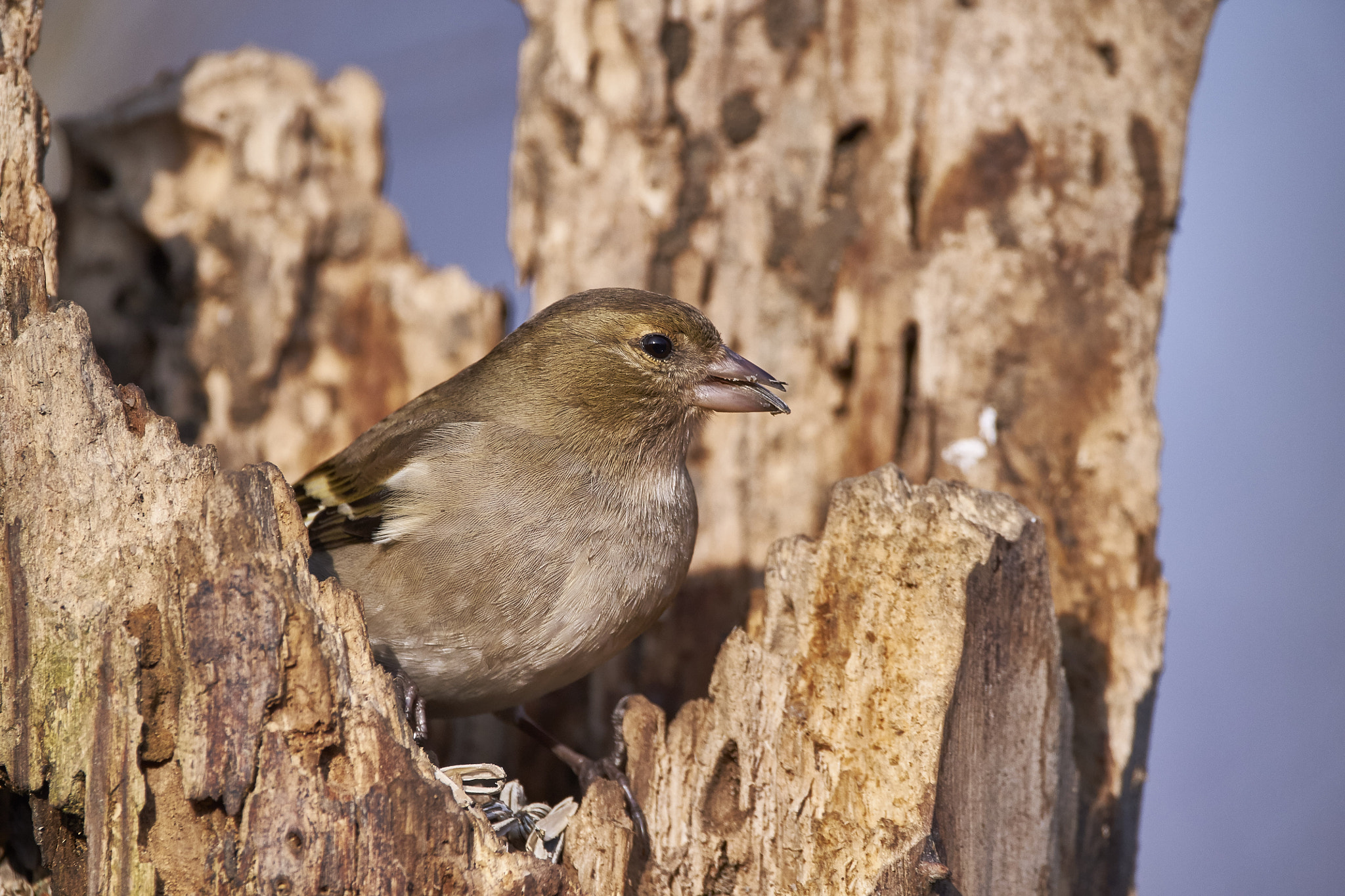 150-600mm F5-6.3 DG OS HSM | Contemporary 015 sample photo. Common chaffinch photography