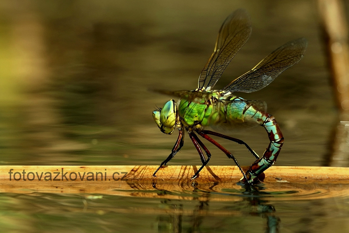 Sigma 150mm f/2.8 EX DG OS HSM APO Macro sample photo. Anax imperator ,emperor dragonfly photography