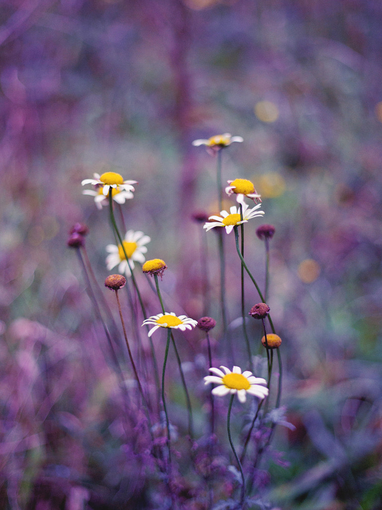 1 by Amel Herzi on 500px.com