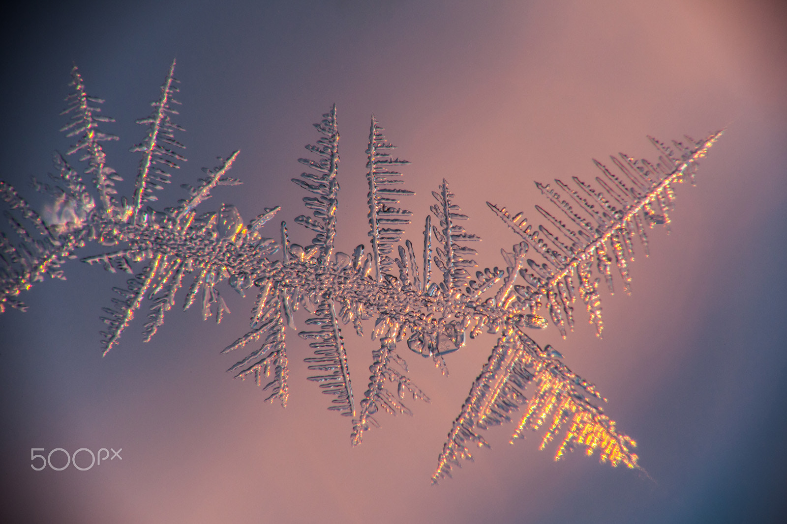 Canon EF 180mm F3.5L Macro USM sample photo. Frozen photography