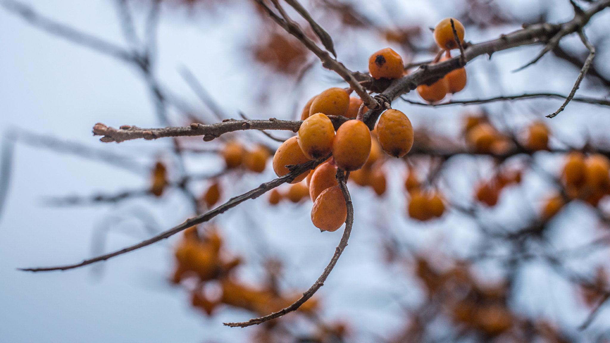 Nikon D800 + Sigma 50mm F2.8 EX DG Macro sample photo. Kg7_9723.jpg photography