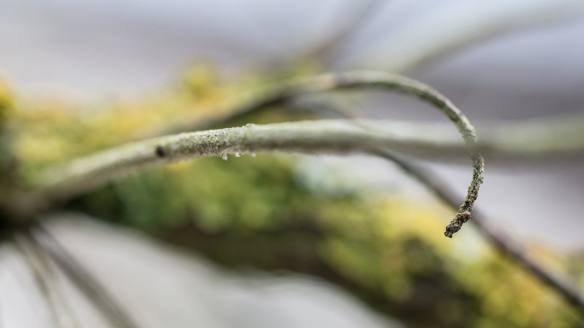 Nikon D800 + Sigma 50mm F2.8 EX DG Macro sample photo. Kg7_9734.jpg photography