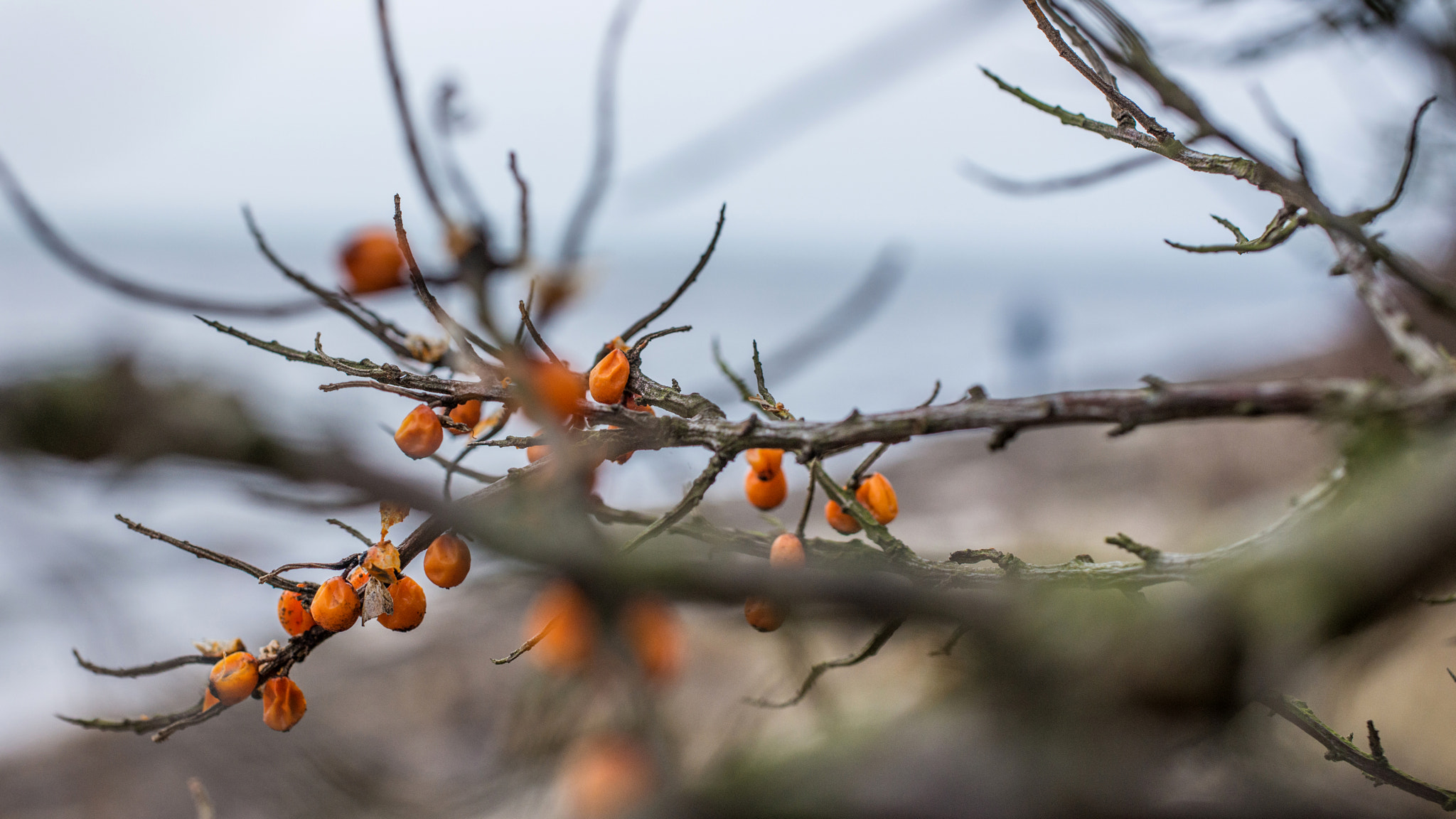 Nikon D800 + Sigma 50mm F2.8 EX DG Macro sample photo. Kg7_9774.jpg photography