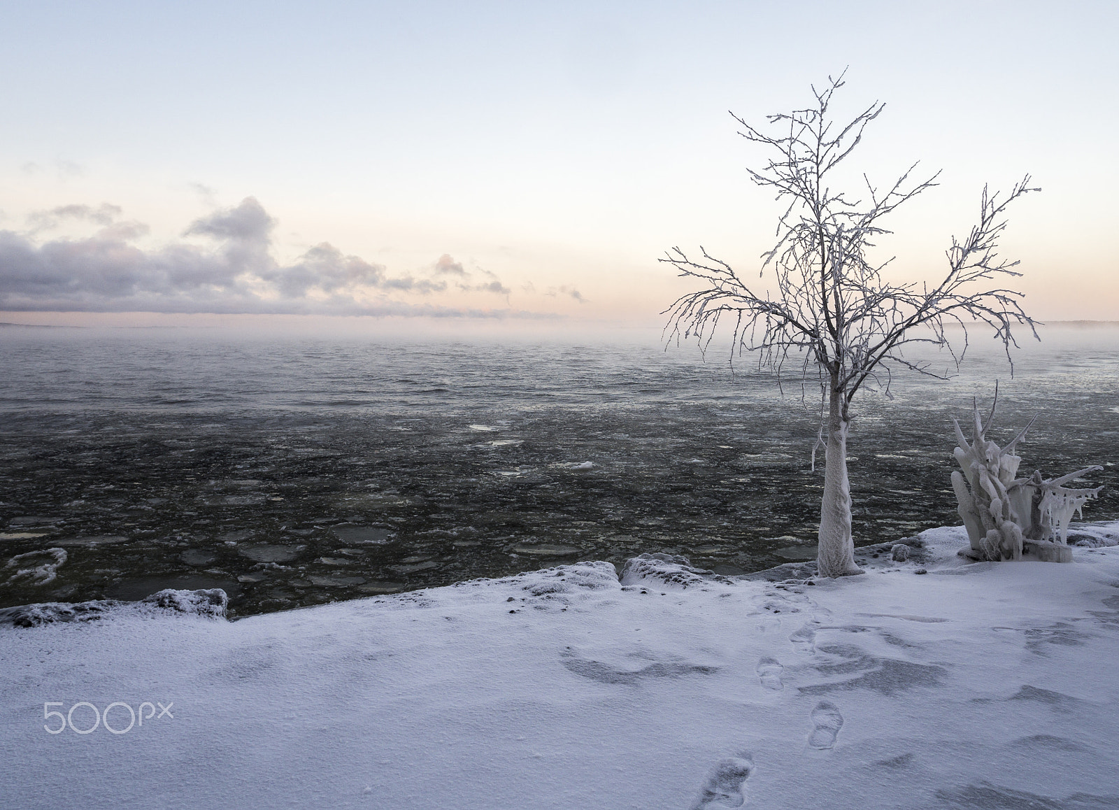 OLYMPUS M.12mm F2.0 Ltd Blk sample photo. Frozen tree photography
