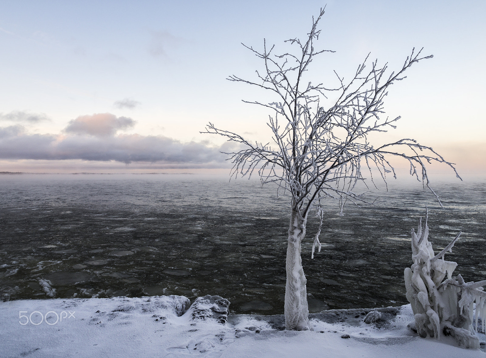 OLYMPUS M.12mm F2.0 Ltd Blk sample photo. Frozen tree photography