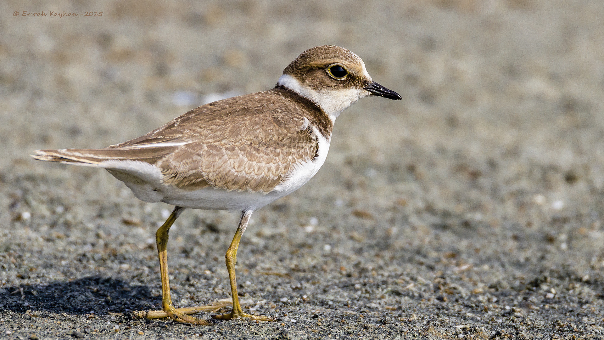 Canon EOS 7D + Tamron SP 150-600mm F5-6.3 Di VC USD sample photo. Little ringed plover photography