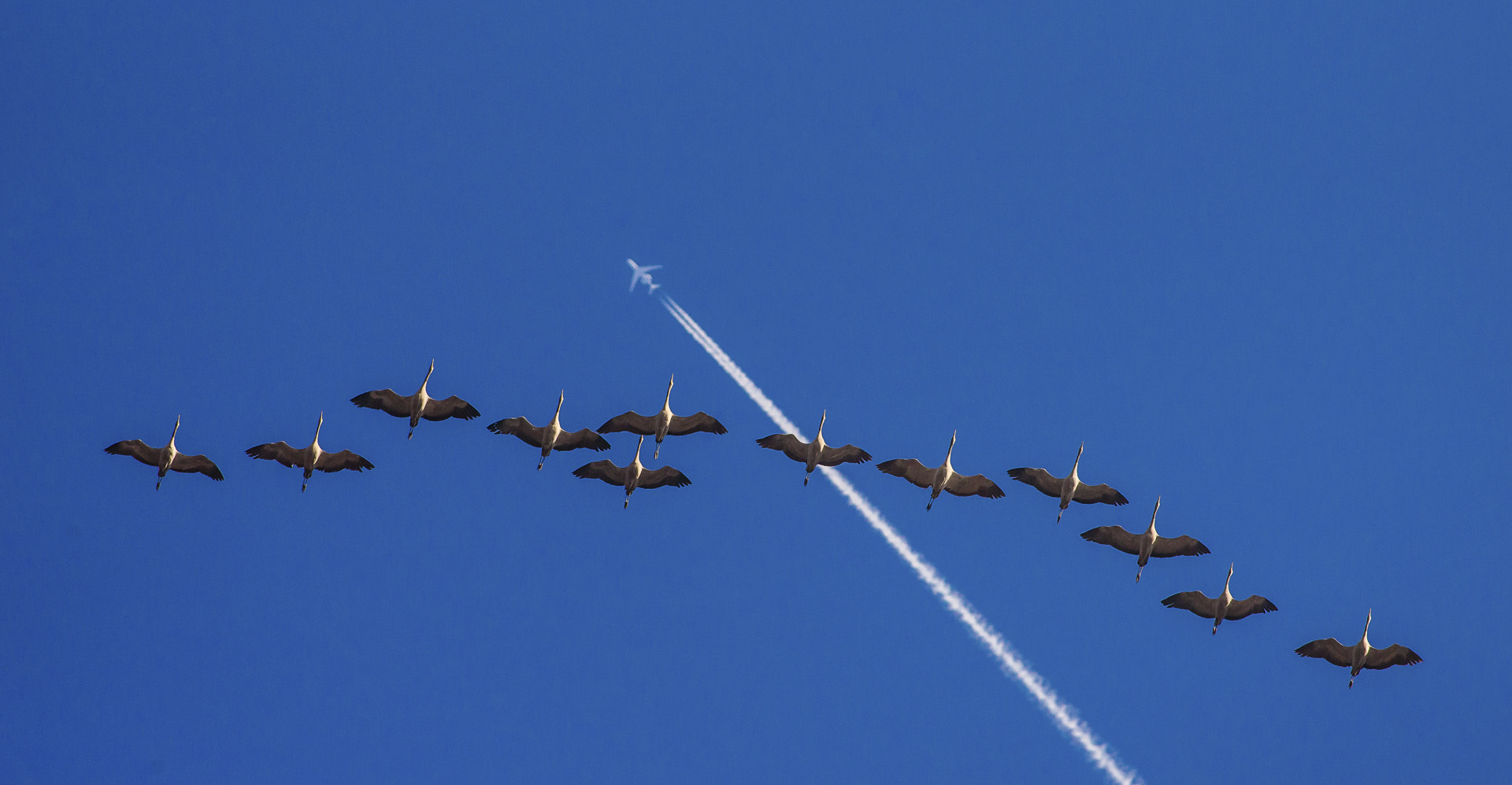 Canon EOS 5D Mark II + Canon EF 400mm F5.6L USM sample photo. Cran-plane-spotting! photography
