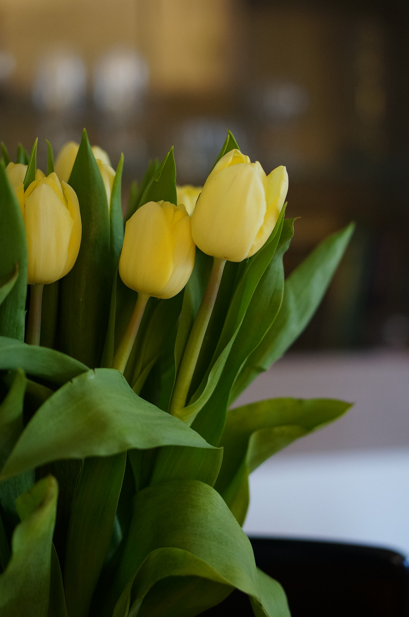 Sony Alpha NEX-6 + Sony E 50mm F1.8 OSS sample photo. Yellow tulips photography