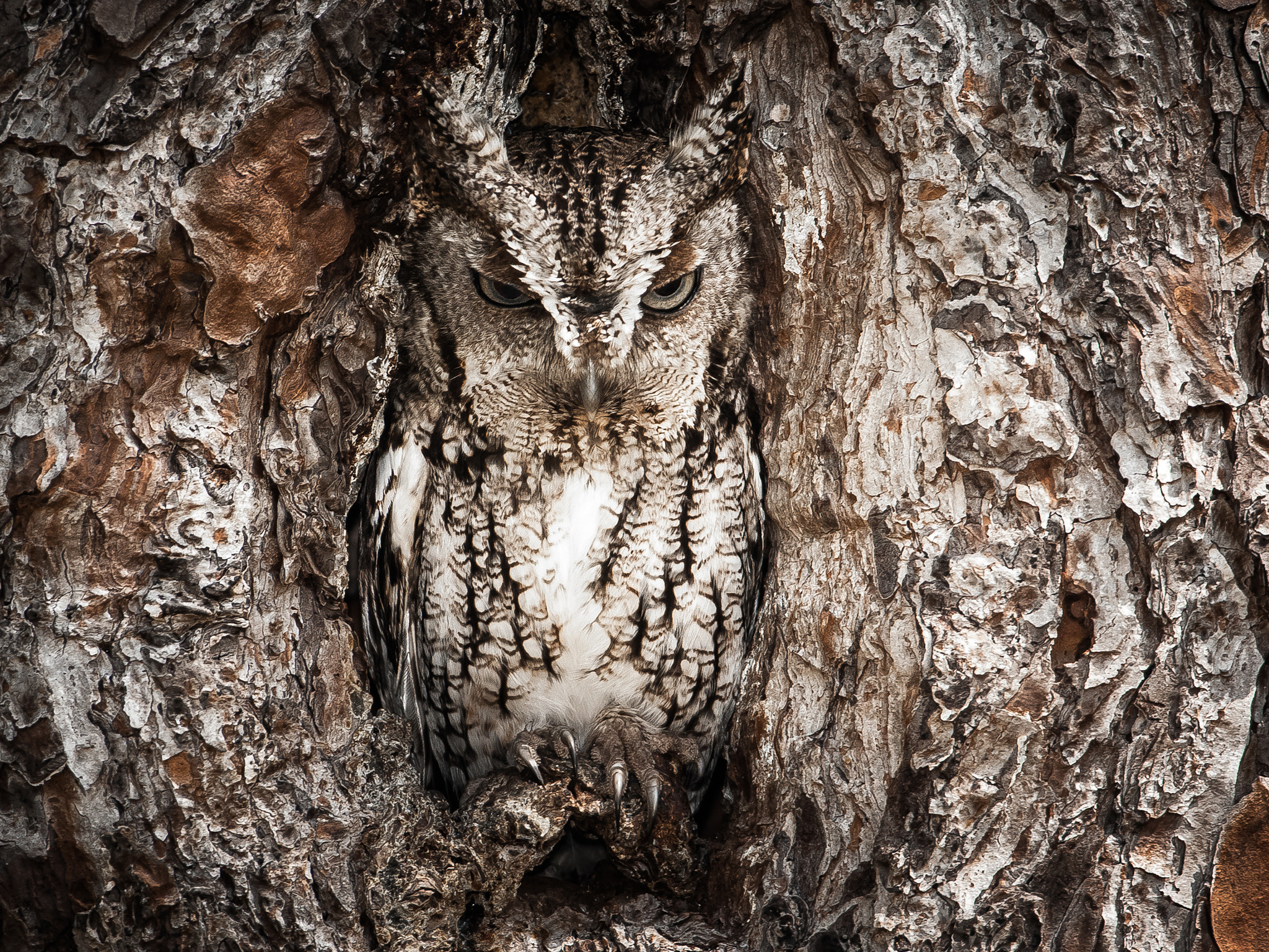 Canon EF 600mm f/4L IS sample photo. Can u c me? photography