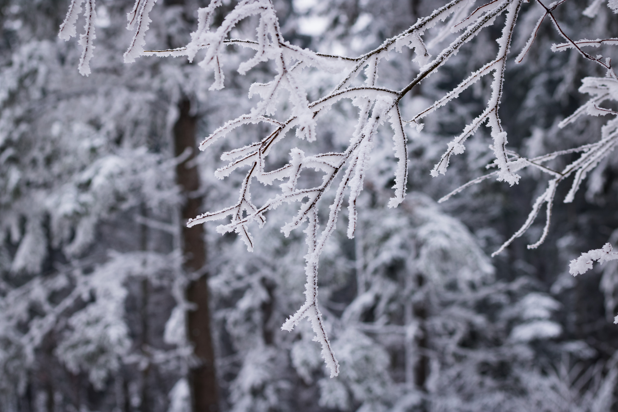 Canon EOS 750D (EOS Rebel T6i / EOS Kiss X8i) + Canon EF 100mm F2.8L Macro IS USM sample photo. Winter photography