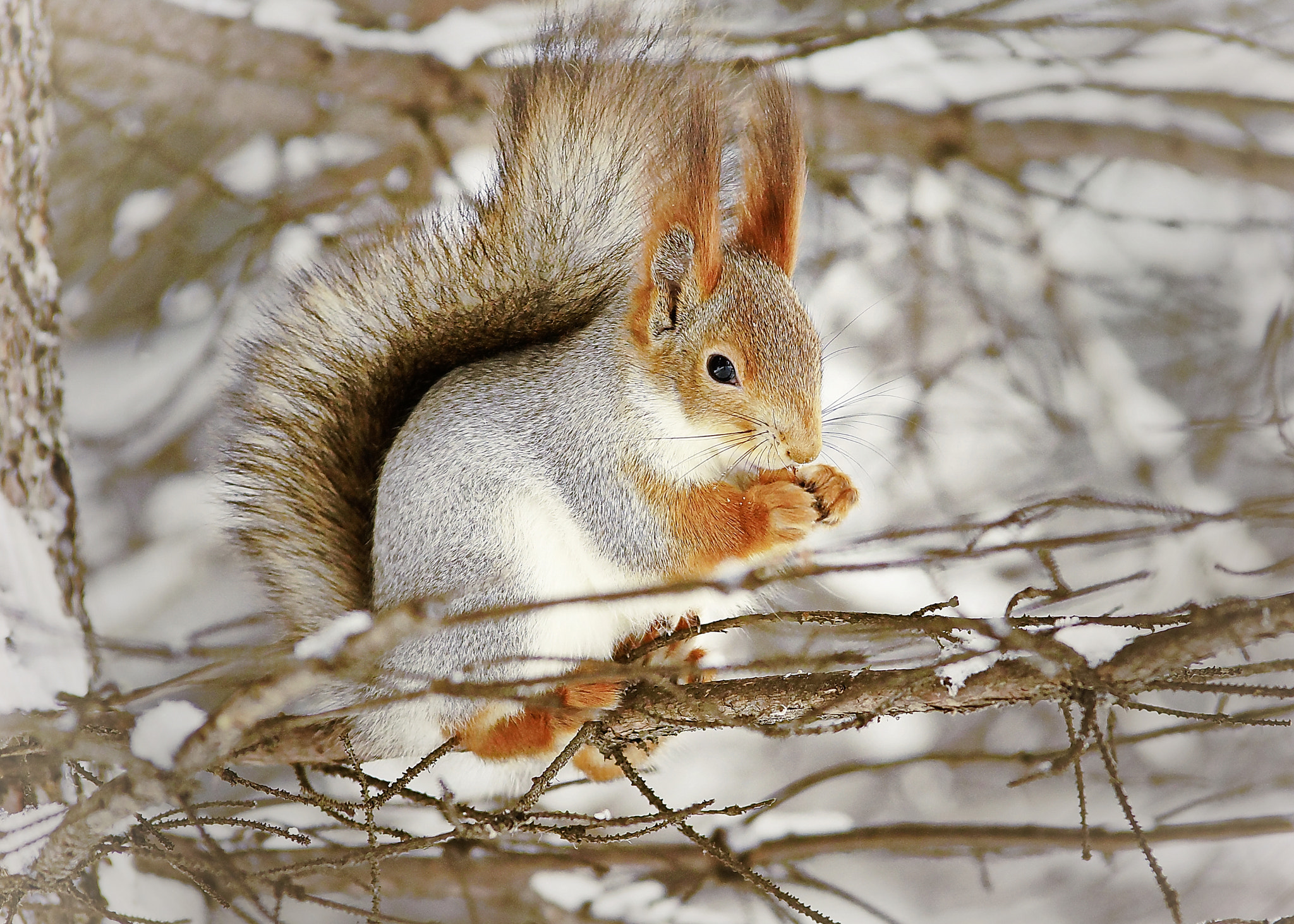 Sony SLT-A65 (SLT-A65V) + Tamron Lens (255) sample photo. Squirrels lunch photography