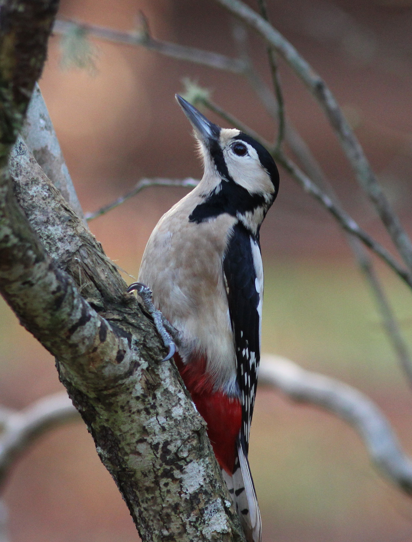 Canon EF 300mm F4L IS USM sample photo. Great spotted woodpecker 1 photography