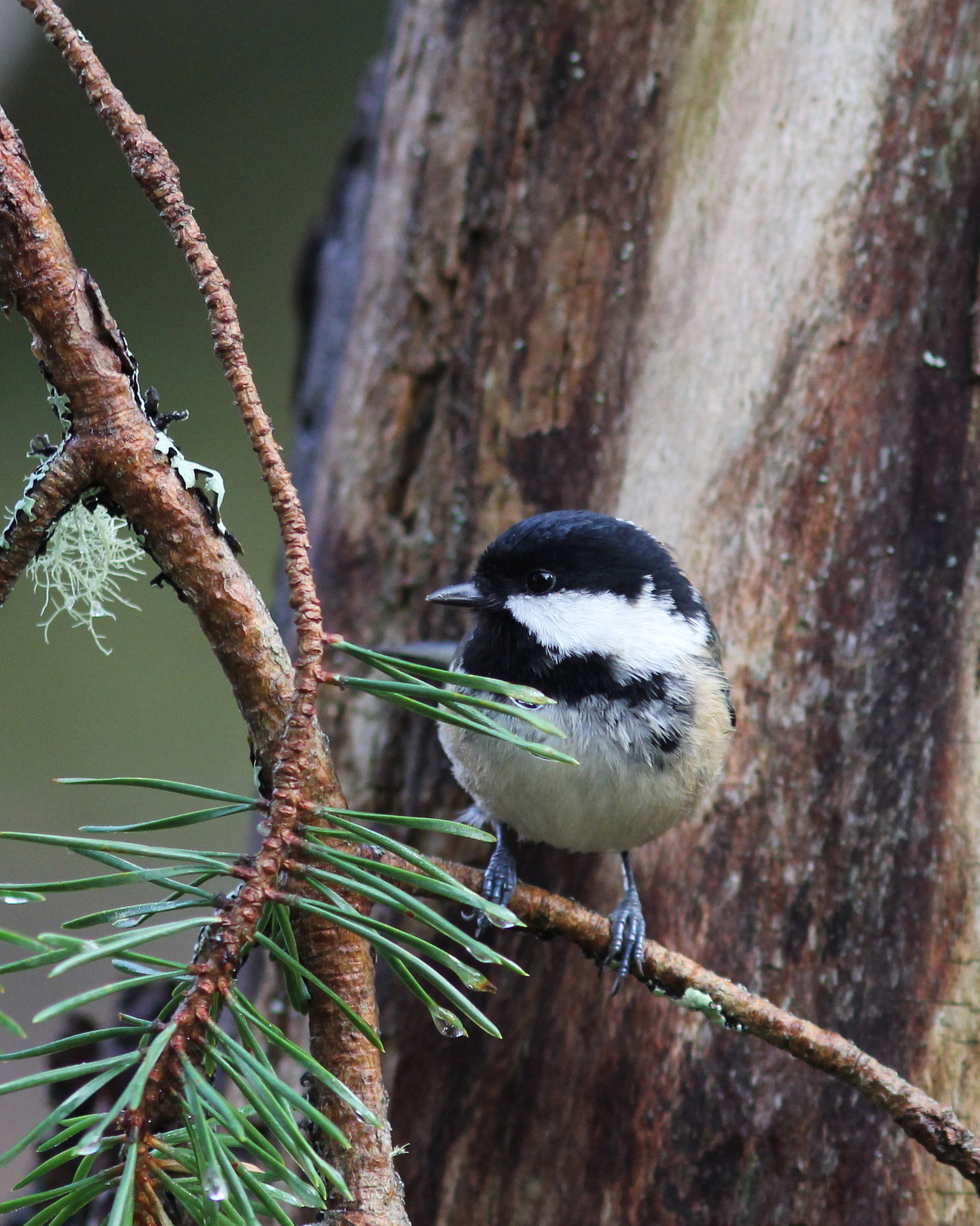Canon EF 300mm F4L IS USM sample photo. Coal tit 1 photography