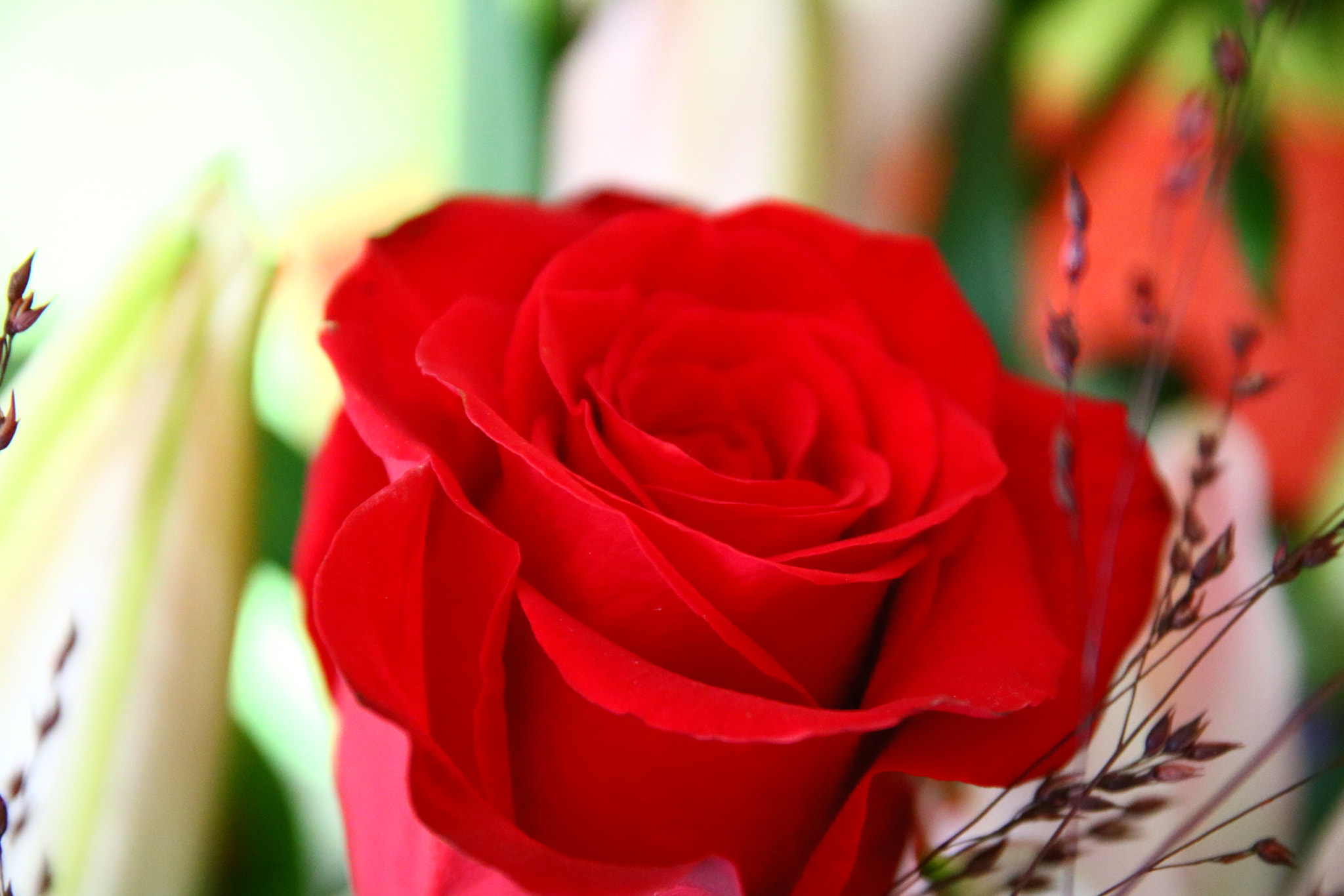 Sigma 17-70mm F2.8-4 DC Macro OS HSM sample photo. Rose photography