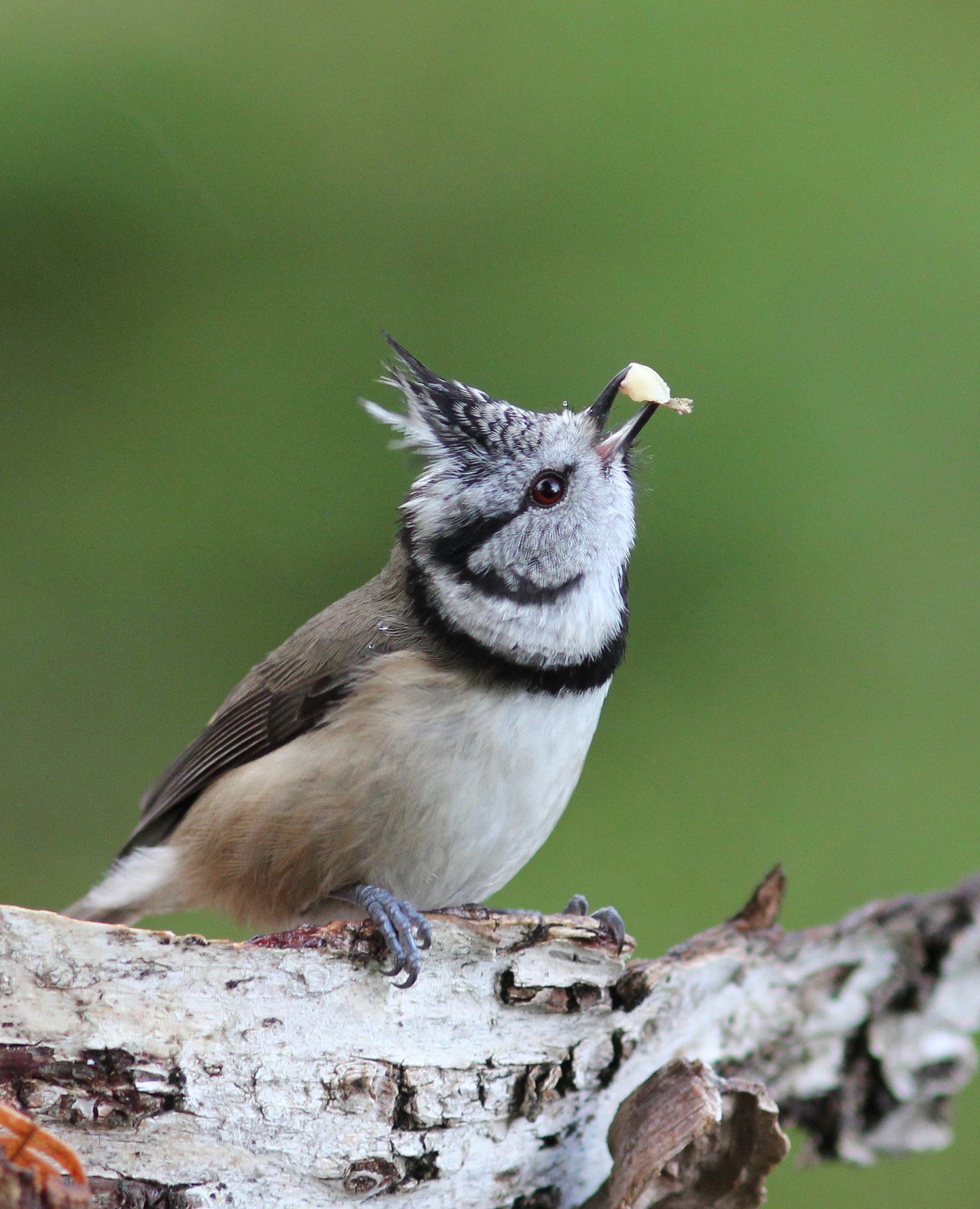 Canon EF 300mm F4L IS USM sample photo. Crested tit with a bit of nut photography