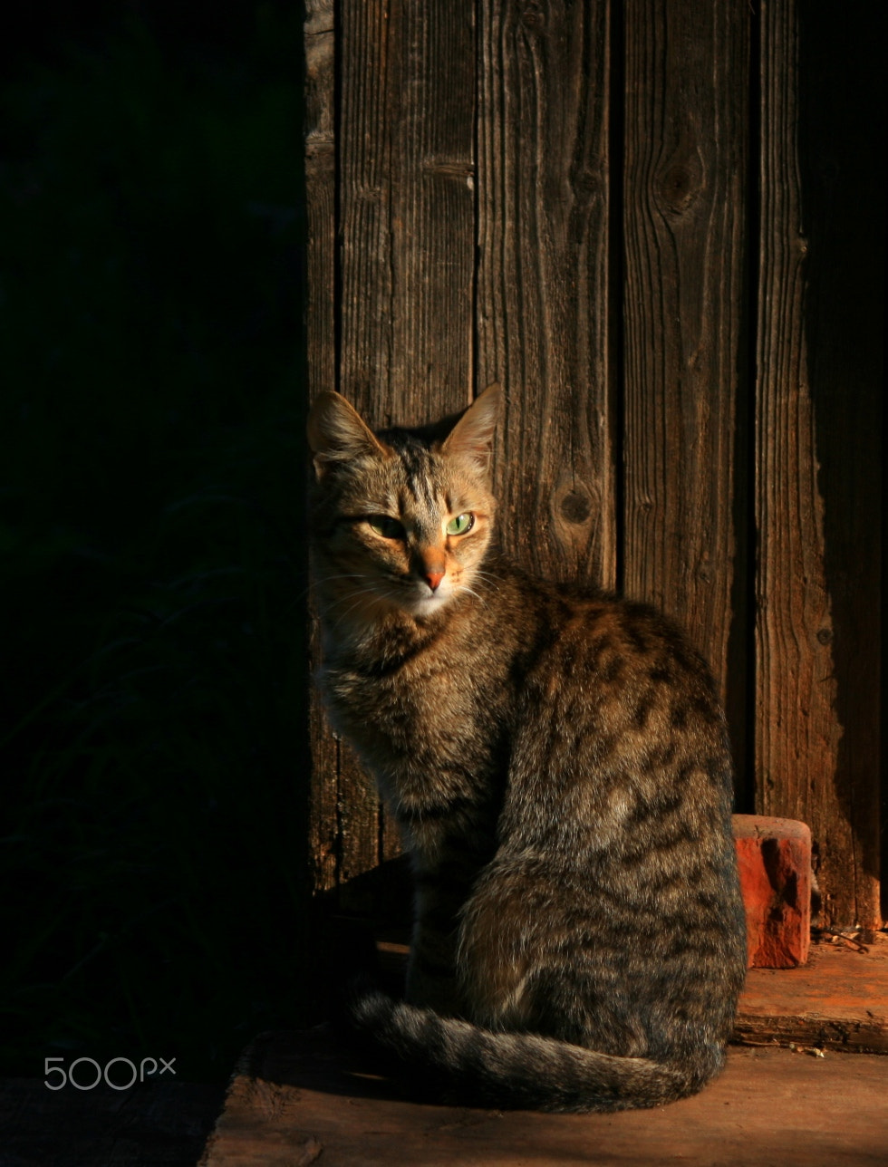 Canon EF 28-90mm f/4-5.6 sample photo. Кошка на крыльце photography