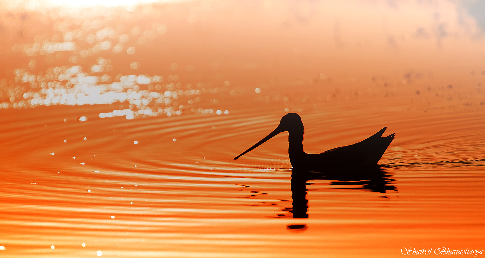 Canon EF 70-200mm F4L USM sample photo. Duck silhouette photography
