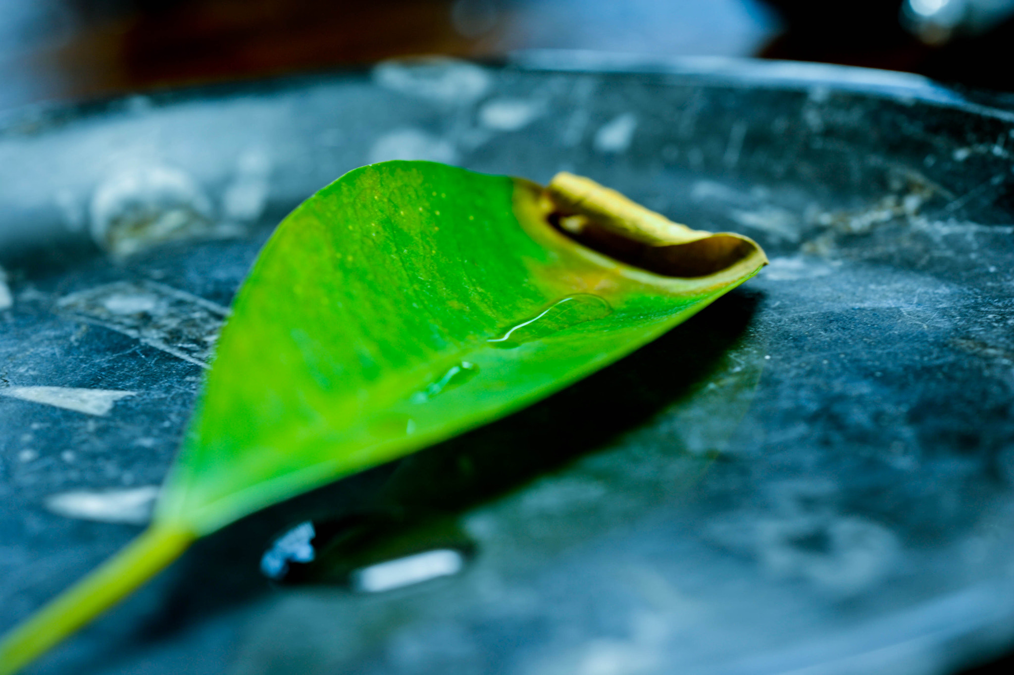 Sigma 150mm F2.8 EX DG OS Macro HSM sample photo. Perspectives photography