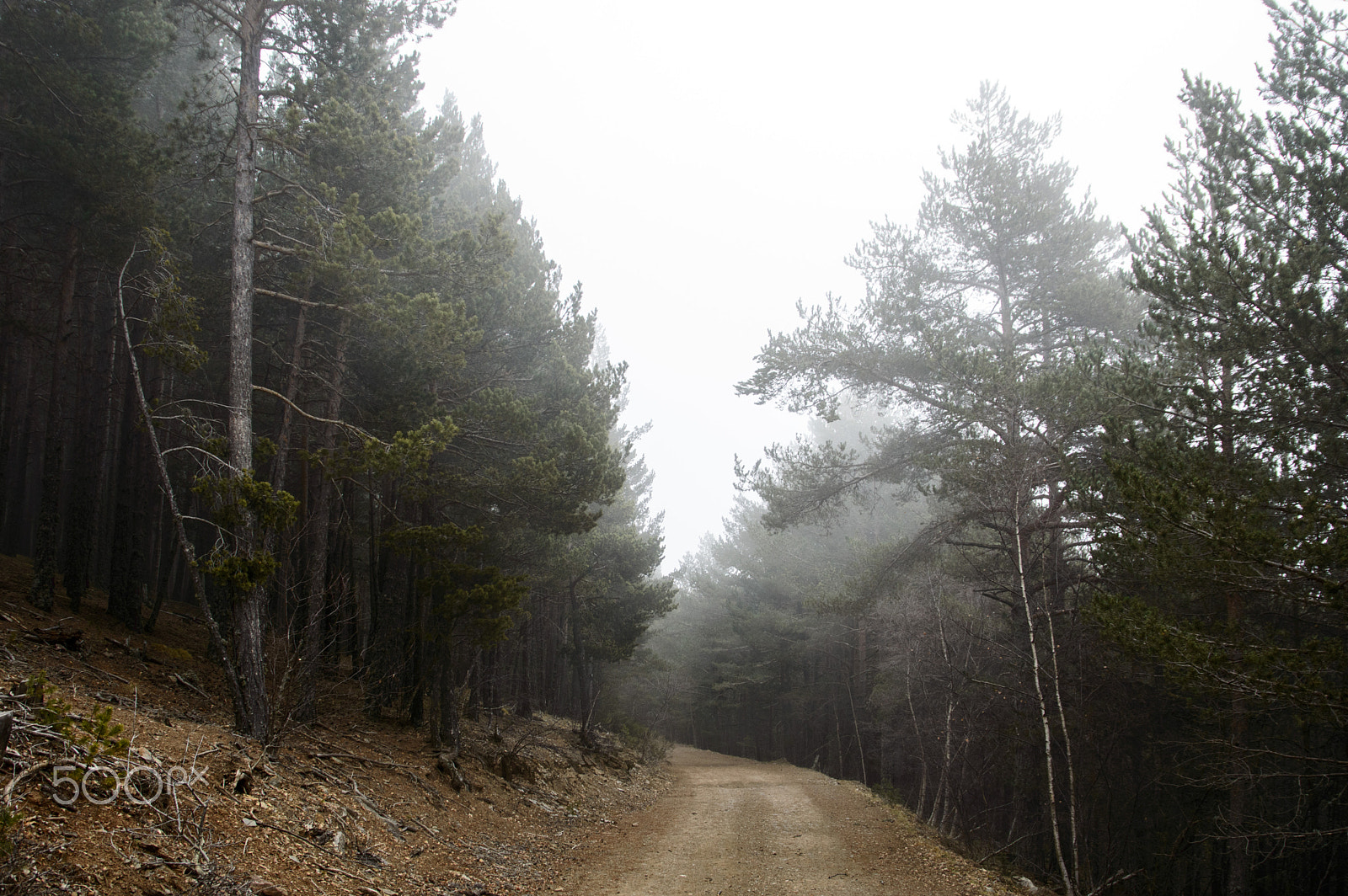 Sigma 17-70mm F2.8-4 DC Macro OS HSM | C sample photo. Forest trail photography