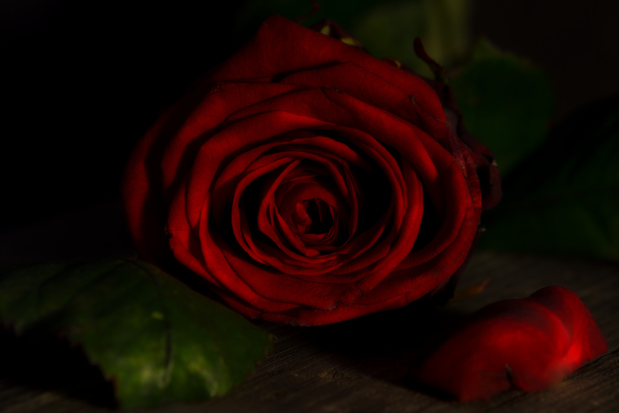 Sony SLT-A77 + Minolta AF 70-210mm F4 Macro sample photo. Fallen beauty photography