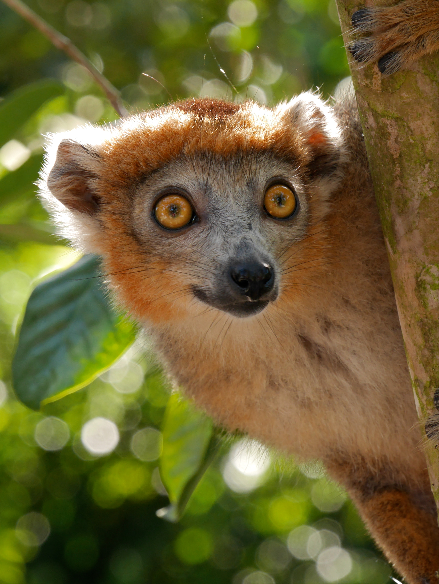 Crowned Lemur 2, Madagascar
