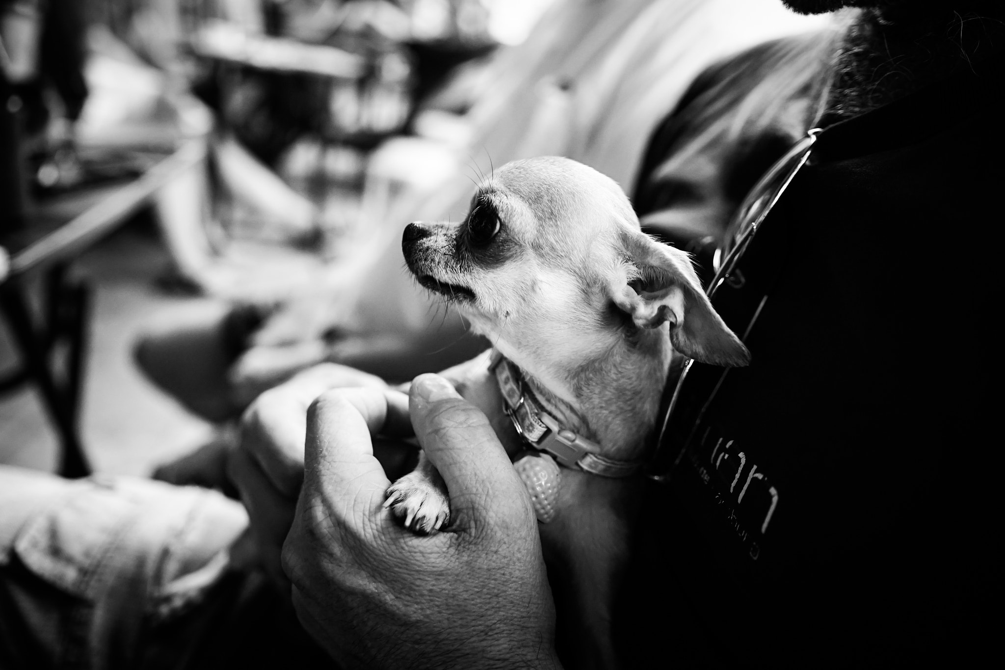 Sony a7 II + Sigma 18-35mm F1.8 DC HSM Art sample photo. Jackie, the mexican chihuahua in hanoi photography