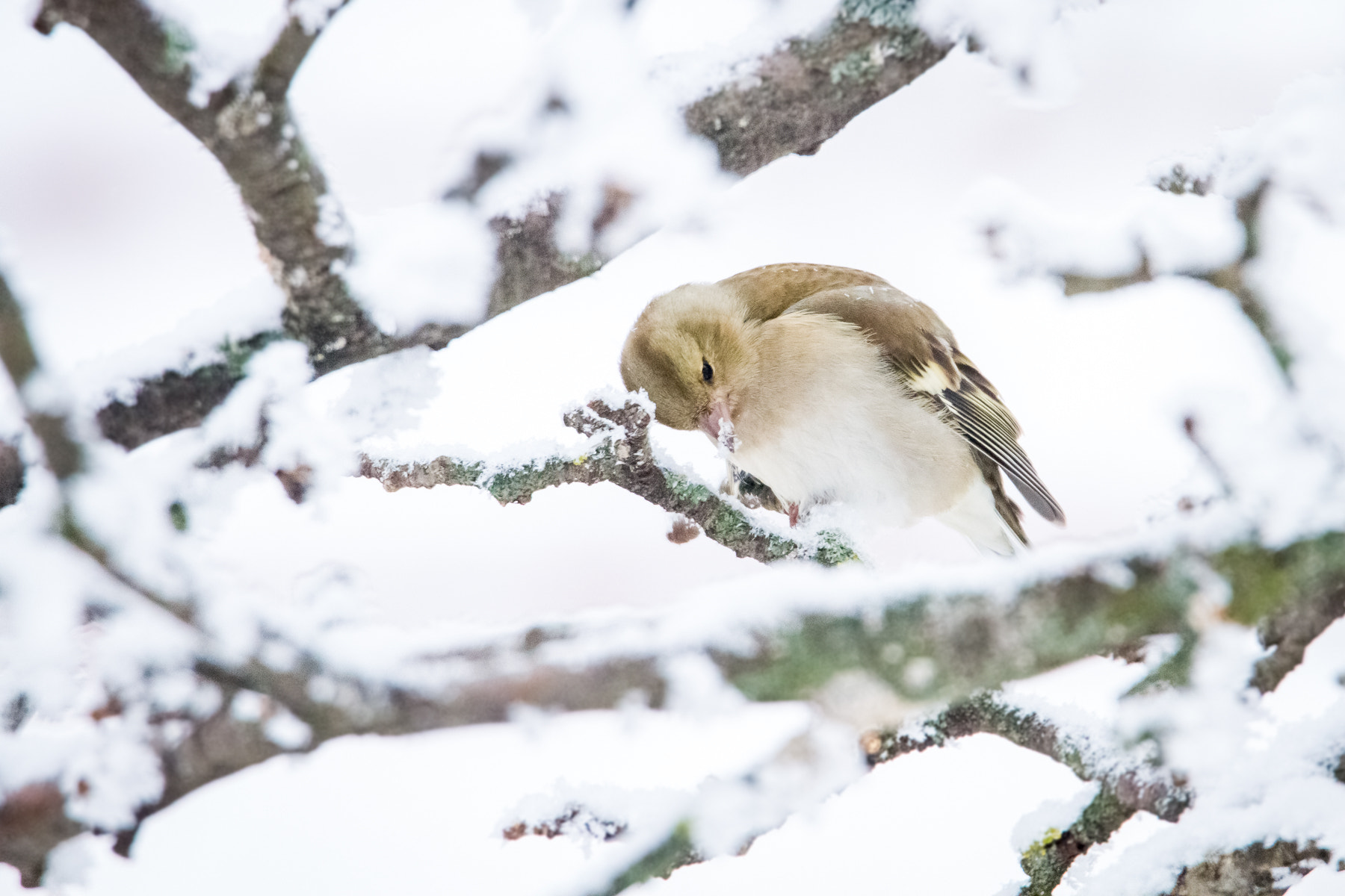 Canon EOS 7D + Tamron SP 150-600mm F5-6.3 Di VC USD sample photo. Cold day photography