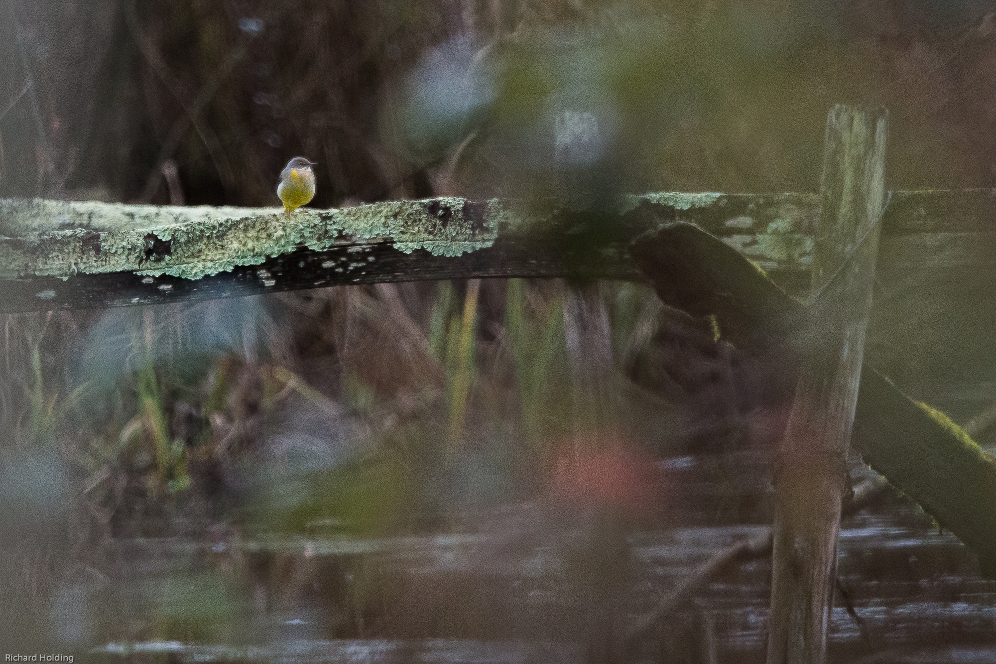 Olympus OM-D E-M10 + Olympus M.Zuiko Digital ED 40-150mm F2.8 Pro sample photo. Grey wagtail photography