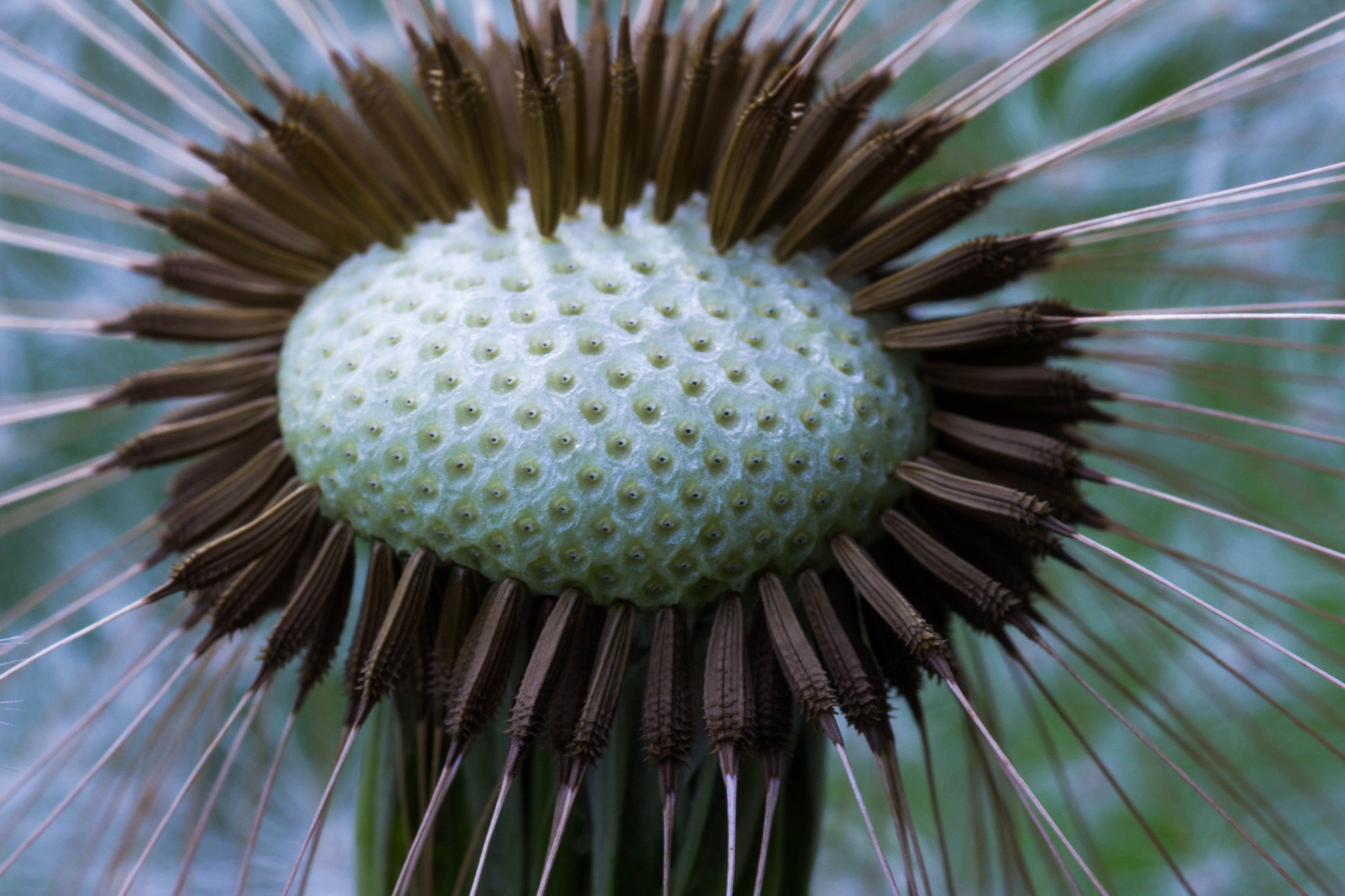 Sigma 105mm F2.8 EX DG OS HSM sample photo. Dandelion photography
