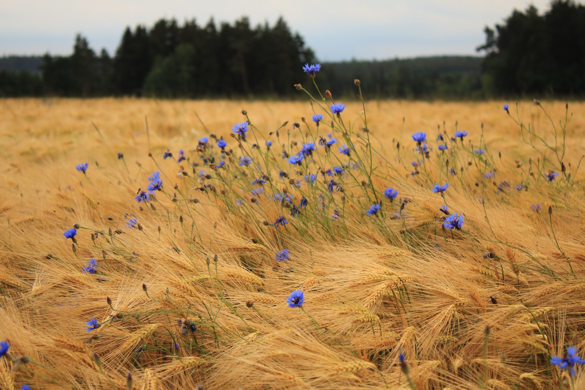 Canon EOS 760D (EOS Rebel T6s / EOS 8000D) sample photo. Kornfeld photography