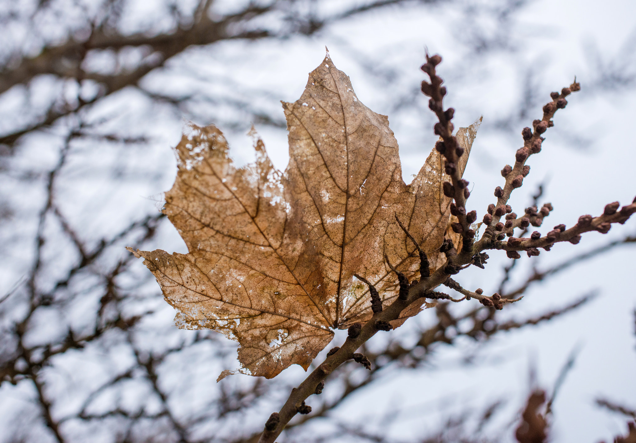 Nikon D800 + Sigma 50mm F2.8 EX DG Macro sample photo. Kg7_9737.jpg photography