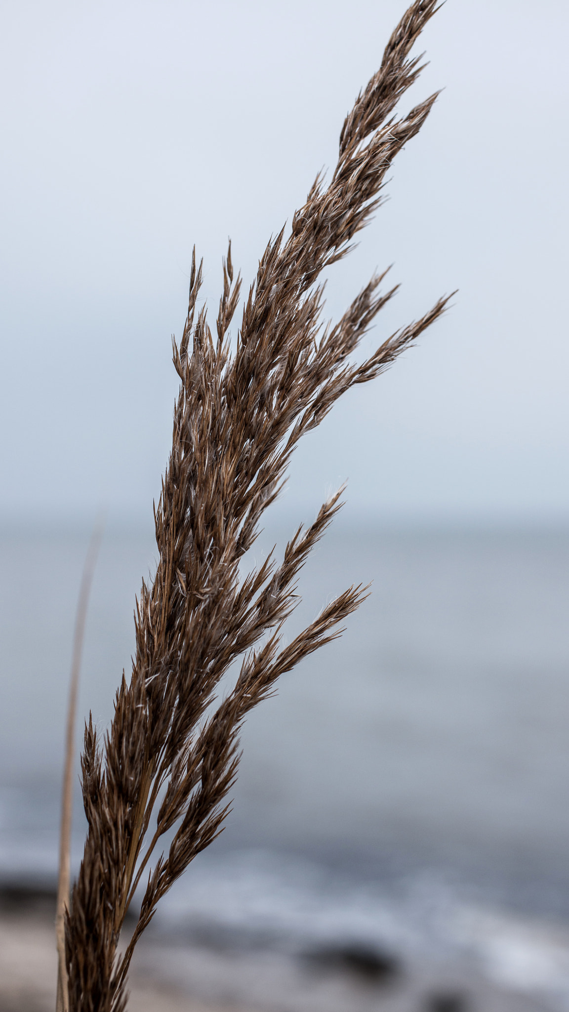 Nikon D800 + Sigma 50mm F2.8 EX DG Macro sample photo. Kg7_9769.jpg photography