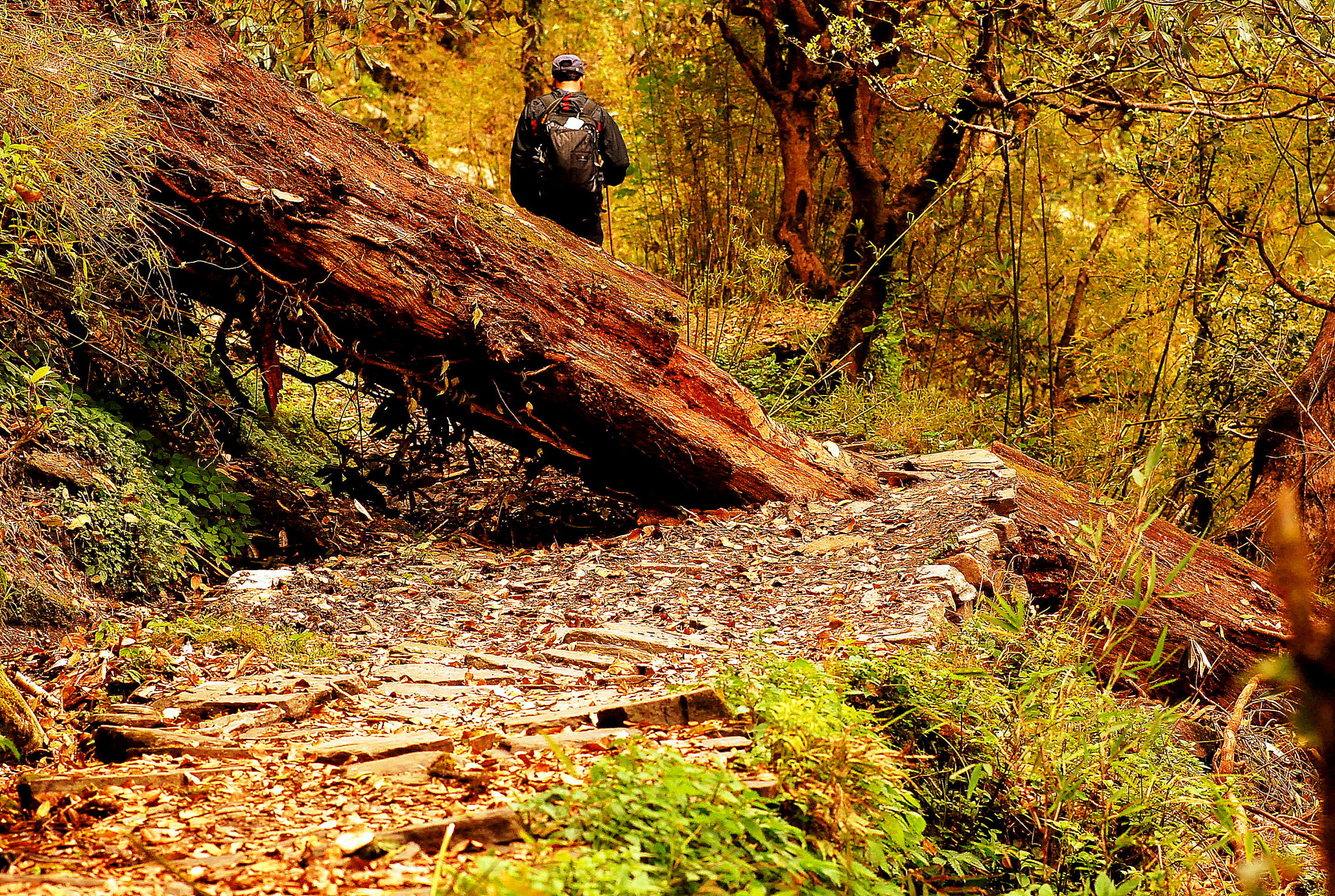 Nikon D60 sample photo. Nazmul photography
