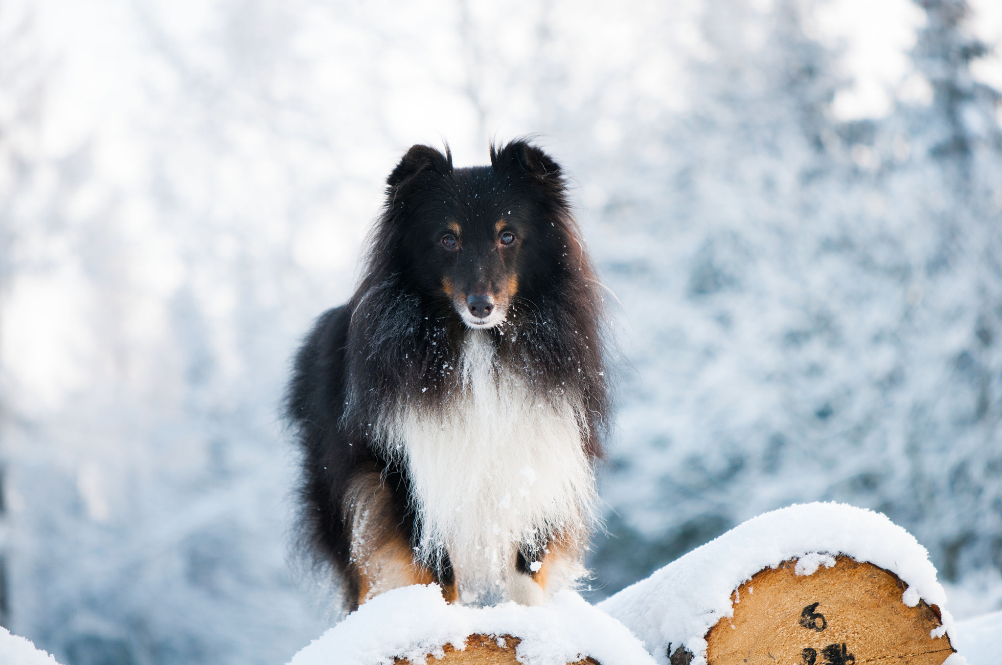 Nikon AF-S DX Micro-Nikkor 85mm F3.5G ED VR sample photo. Sheltie diesel photography