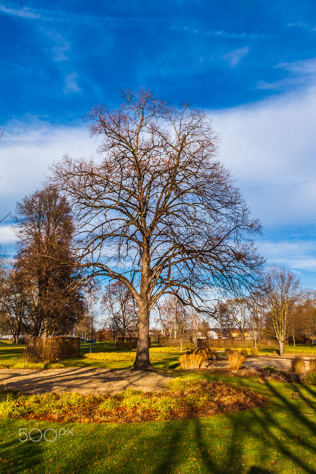 Sigma 18-250mm F3.5-6.3 DC OS HSM sample photo. Autumn - tree in sunlight photography