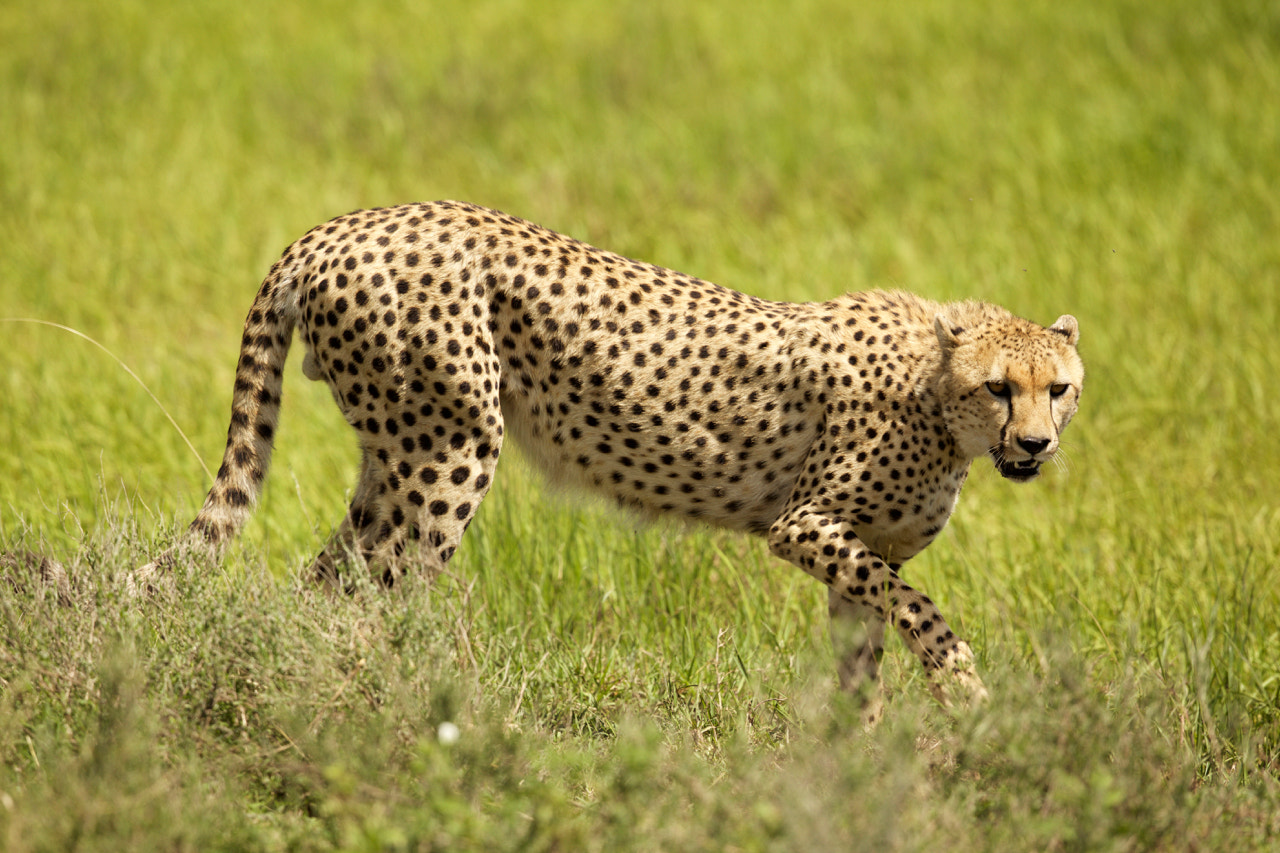 Canon EF 500mm F4L IS II USM sample photo. Walking cheetah 2 photography