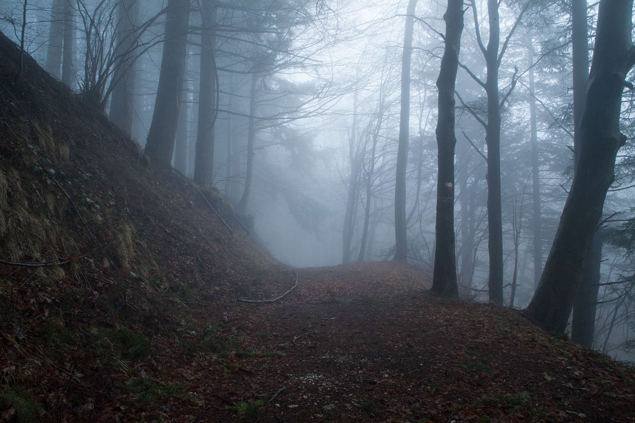 Canon EOS 5D + Sigma 24-70mm F2.8 EX DG Macro sample photo. Fog woodland photography