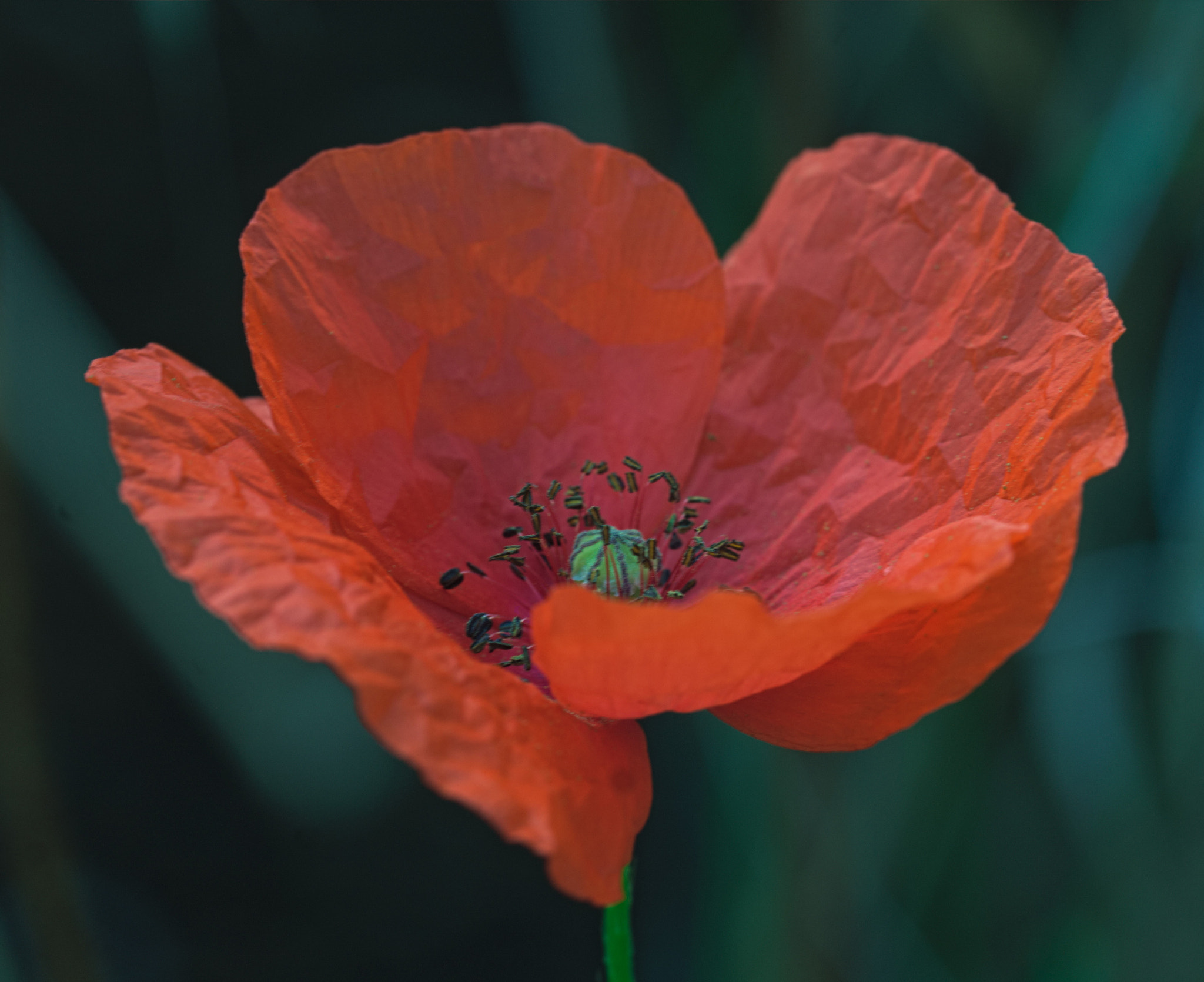 Canon EOS 40D + Canon EF 100mm F2.8L Macro IS USM sample photo. Klaproos (poppy flower) photography