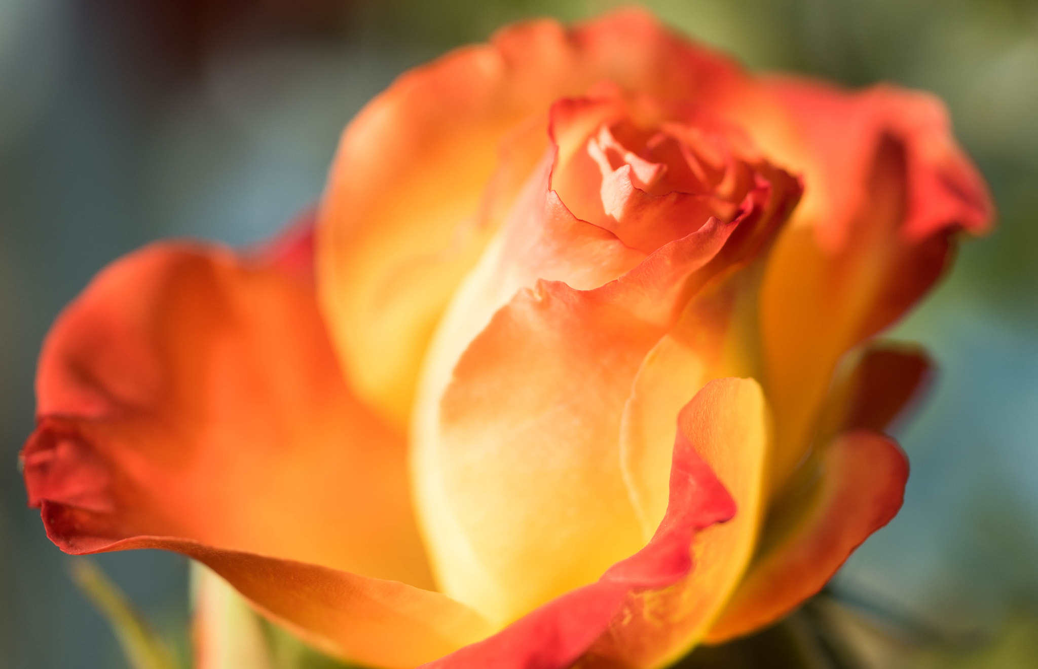 Sony ILCA-77M2 + Sony 50mm F2.8 Macro sample photo. Winter flame photography