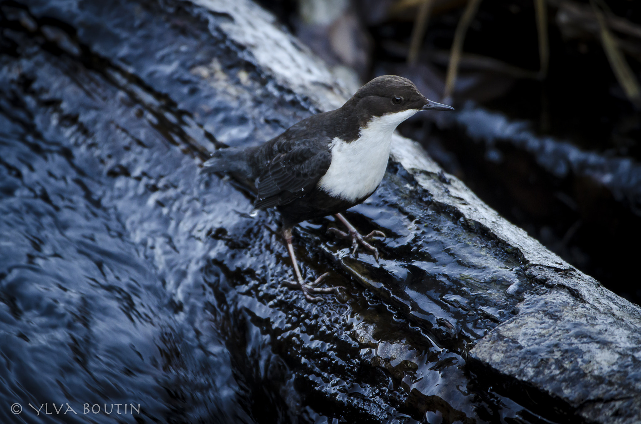 Nikon AF-S Nikkor 200-400mm F4G ED-IF VR sample photo. Badass bird photography